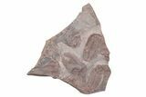 Ordovician Trilobite Mortality Plate (Pos/Neg) - Morocco #218671-1